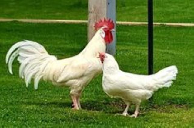 Tại sao nên nuôi gà nhạn
